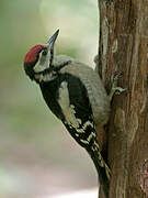 Great Spotted Woodpecker