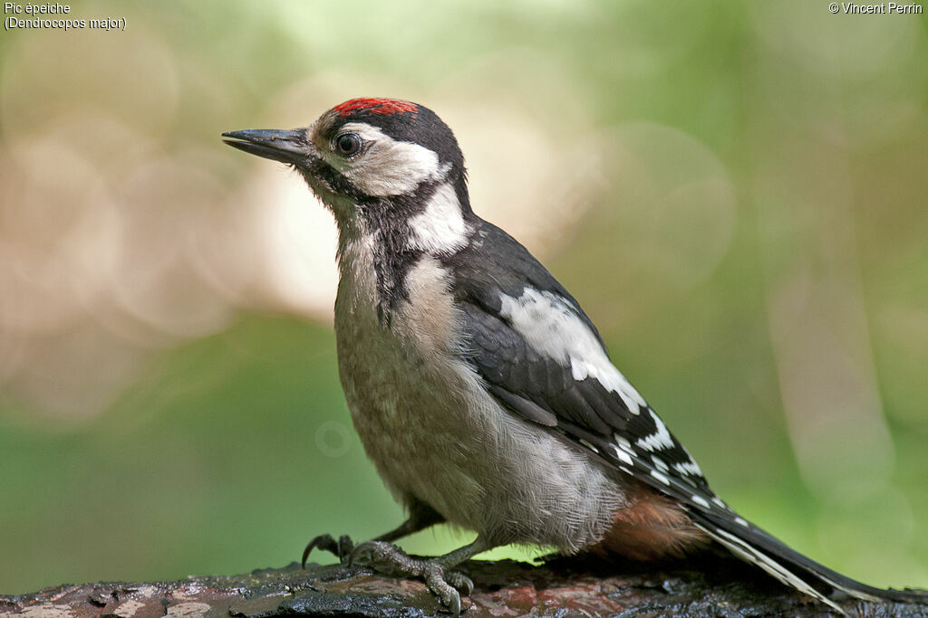 Great Spotted WoodpeckerFirst year