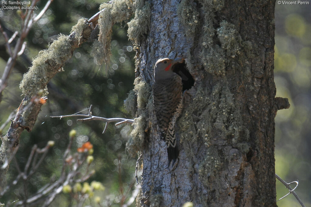 Northern Flicker male adult