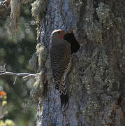 Northern Flicker