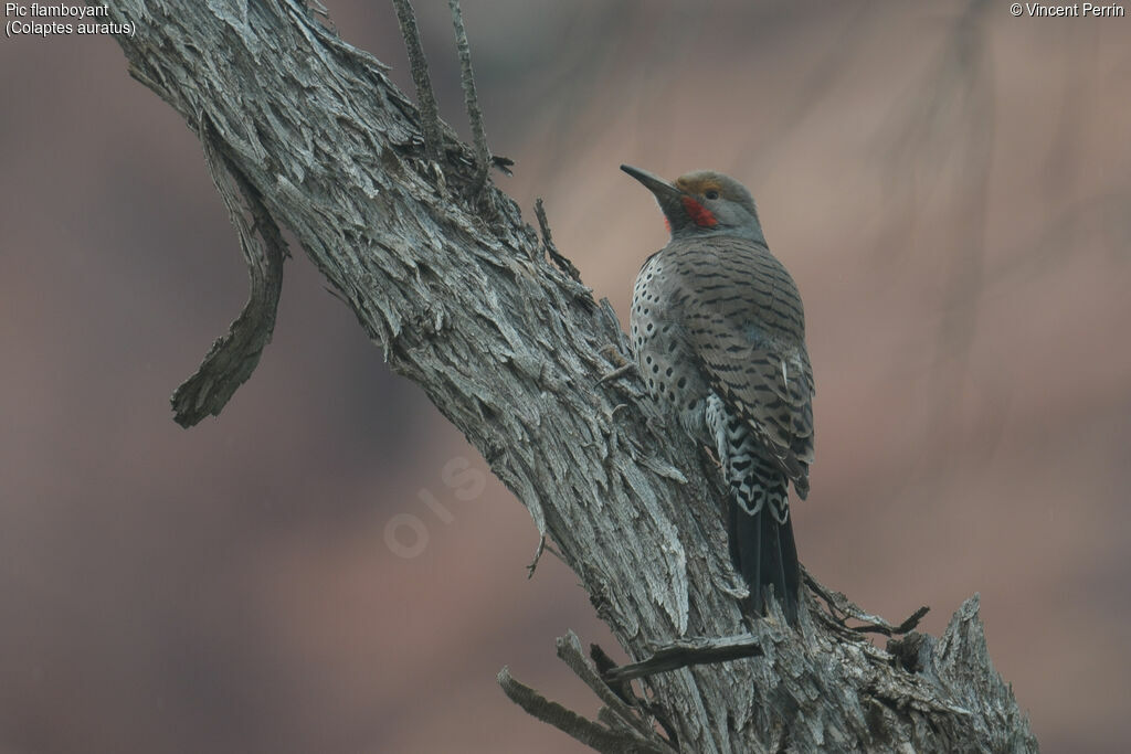 Northern Flicker male adult