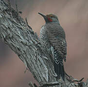 Northern Flicker