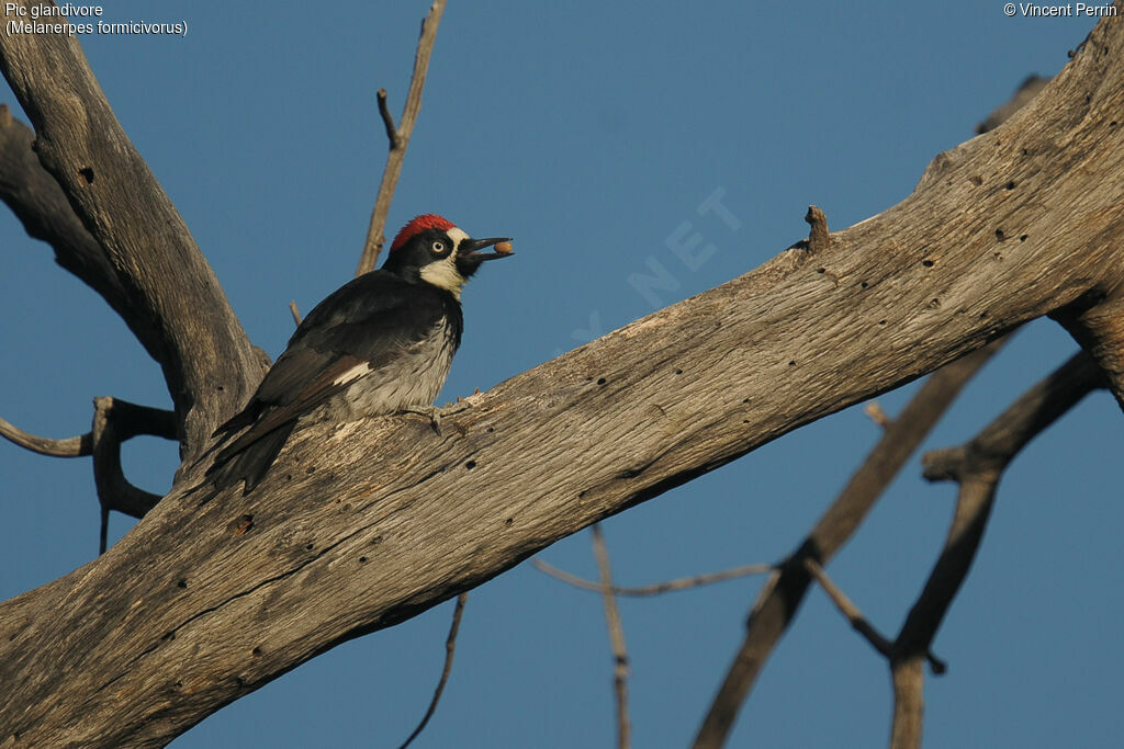 Acorn Woodpecker male adult