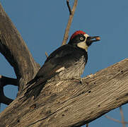 Acorn Woodpecker