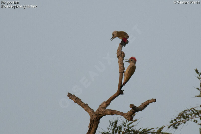 African Grey Woodpecker, identification, courting display