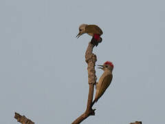 African Grey Woodpecker