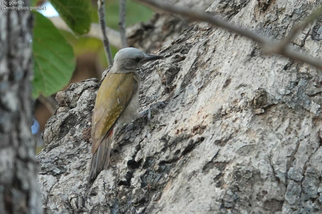 African Grey Woodpecker female, identification, eats