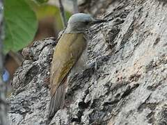 African Grey Woodpecker