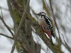 Middle Spotted Woodpecker