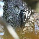 Pic tridactyle