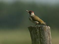 European Green Woodpecker