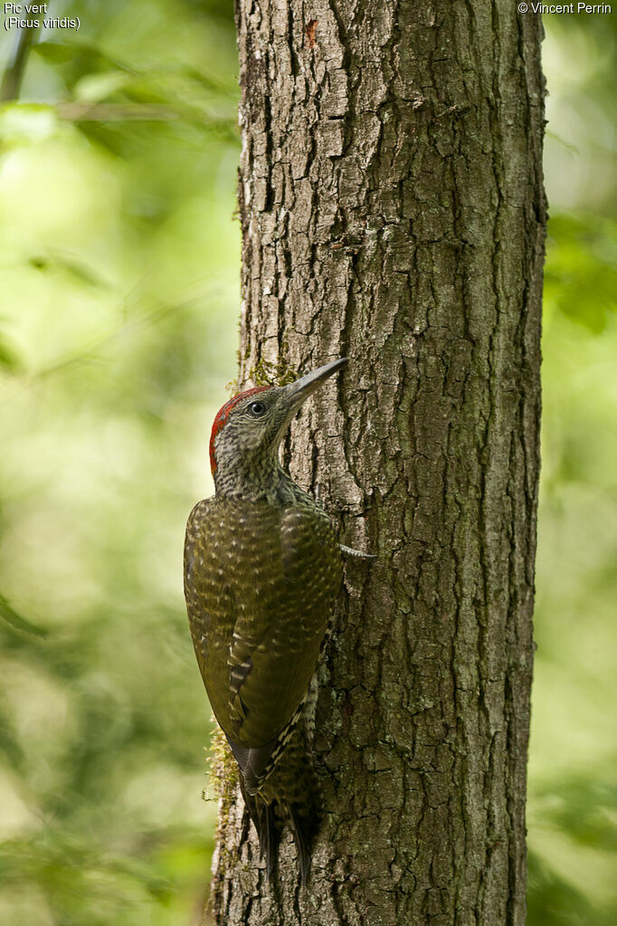 European Green Woodpecker female First year