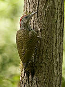 European Green Woodpecker