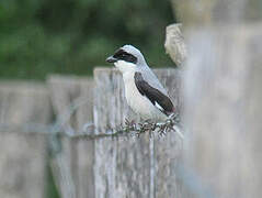 Lesser Grey Shrike