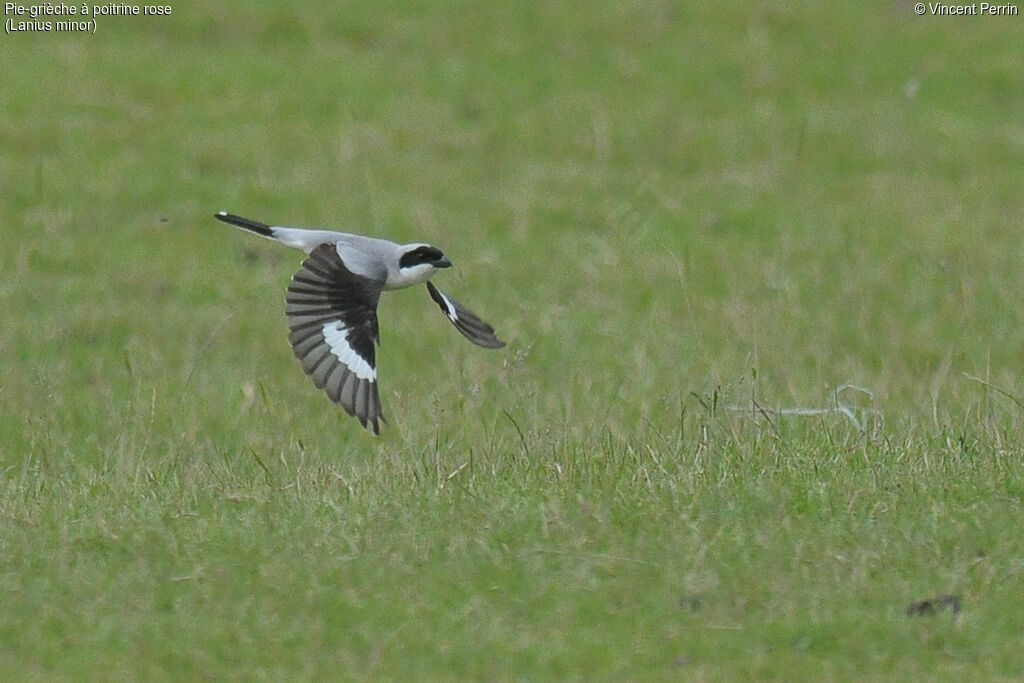 Lesser Grey Shrike