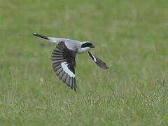 Lesser Grey Shrike