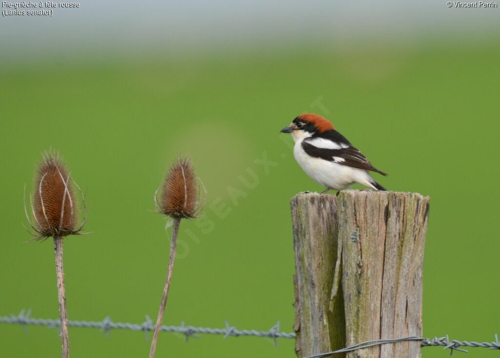 Woodchat Shrike male adult