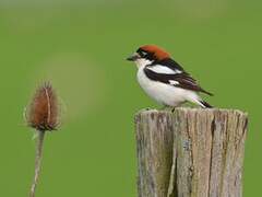 Woodchat Shrike