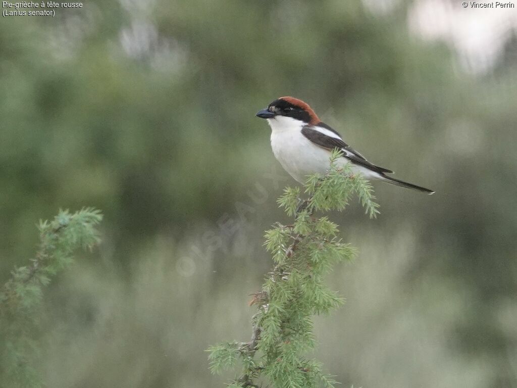 Woodchat Shrike male adult, close-up portrait, Reproduction-nesting