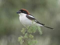 Woodchat Shrike