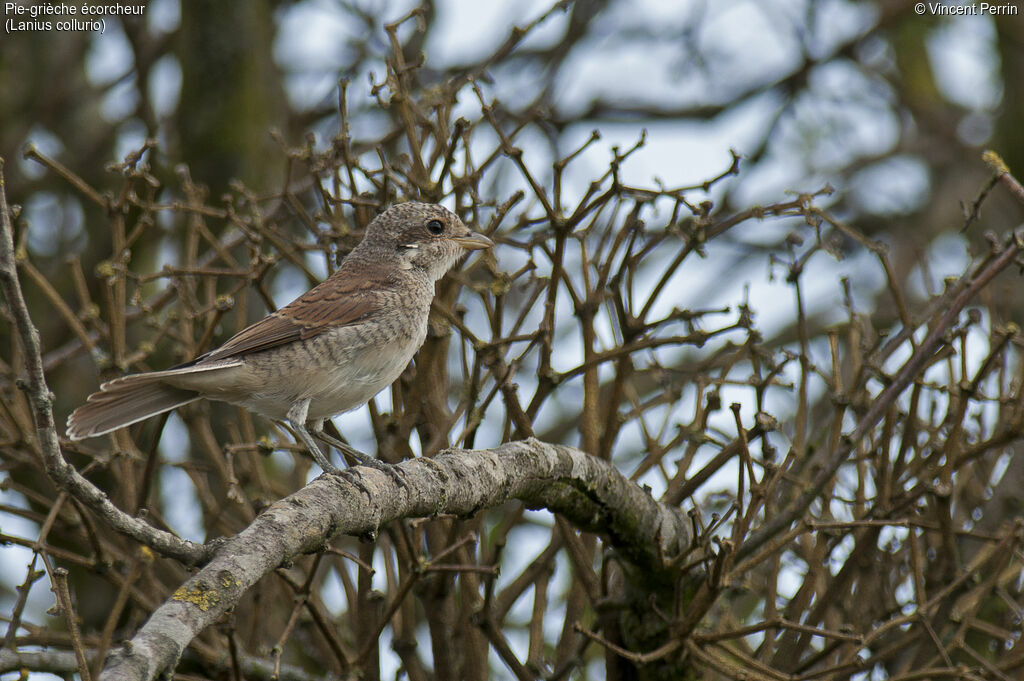 Red-backed ShrikeFirst year