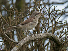 Red-backed Shrike