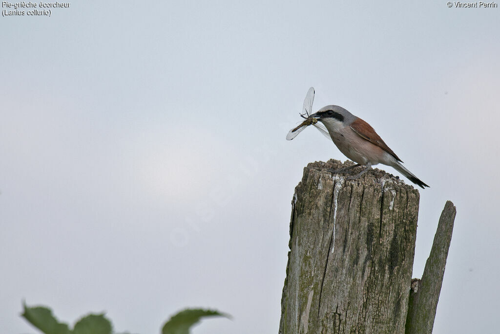 Red-backed Shrike male adult