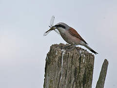 Red-backed Shrike