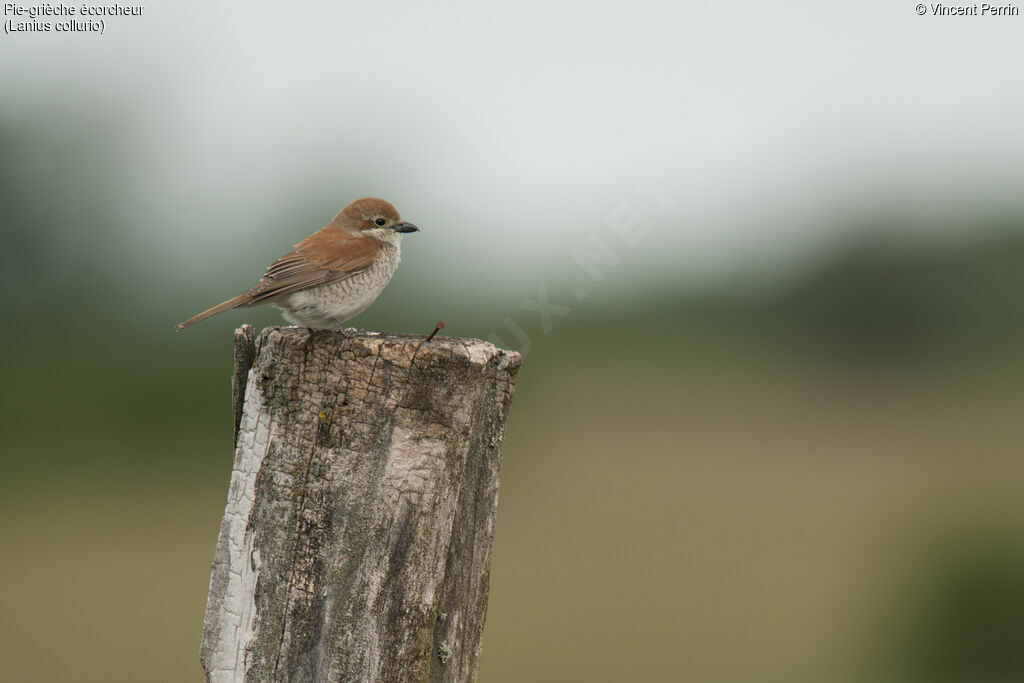 Red-backed Shrike female adult