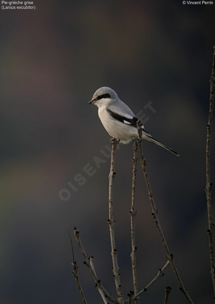 Great Grey Shrike