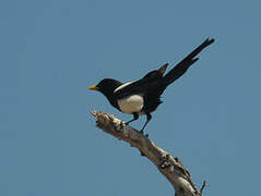 Yellow-billed Magpie