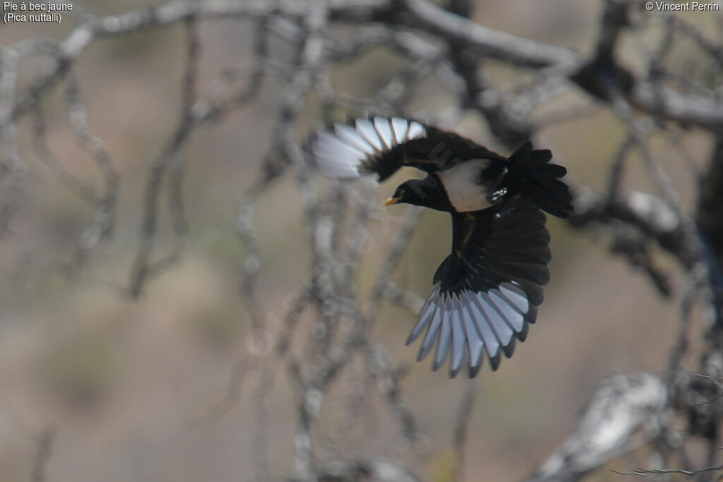 Yellow-billed MagpieFirst year