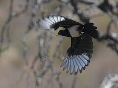 Yellow-billed Magpie