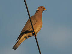 Band-tailed Pigeon