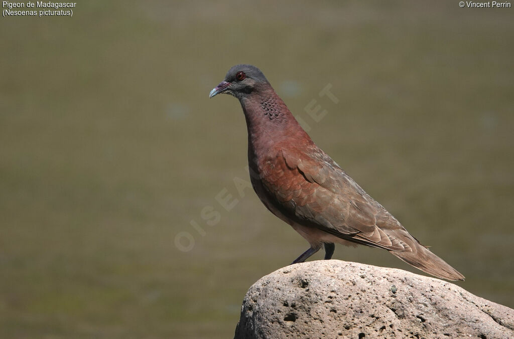 Malagasy Turtle Dove