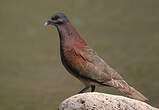 Pigeon de Madagascar