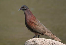 Malagasy Turtle Dove