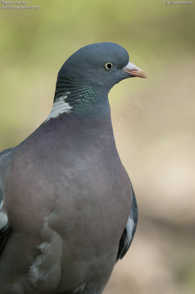 Common Wood Pigeonadult