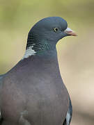 Common Wood Pigeon