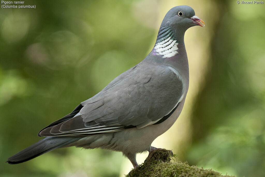 Pigeon ramieradulte