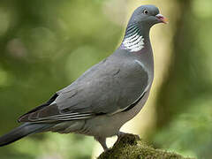 Common Wood Pigeon