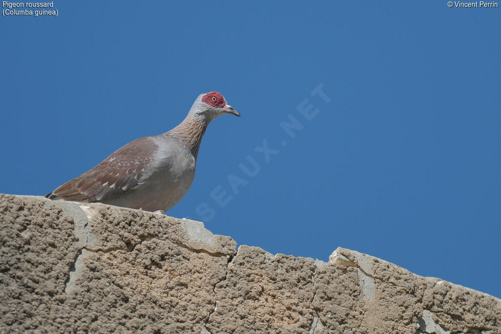 Pigeon roussard