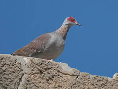 Speckled Pigeon