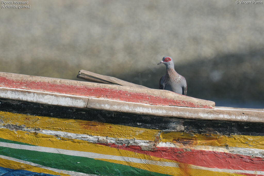 Speckled Pigeon