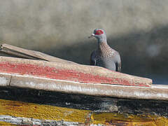 Speckled Pigeon