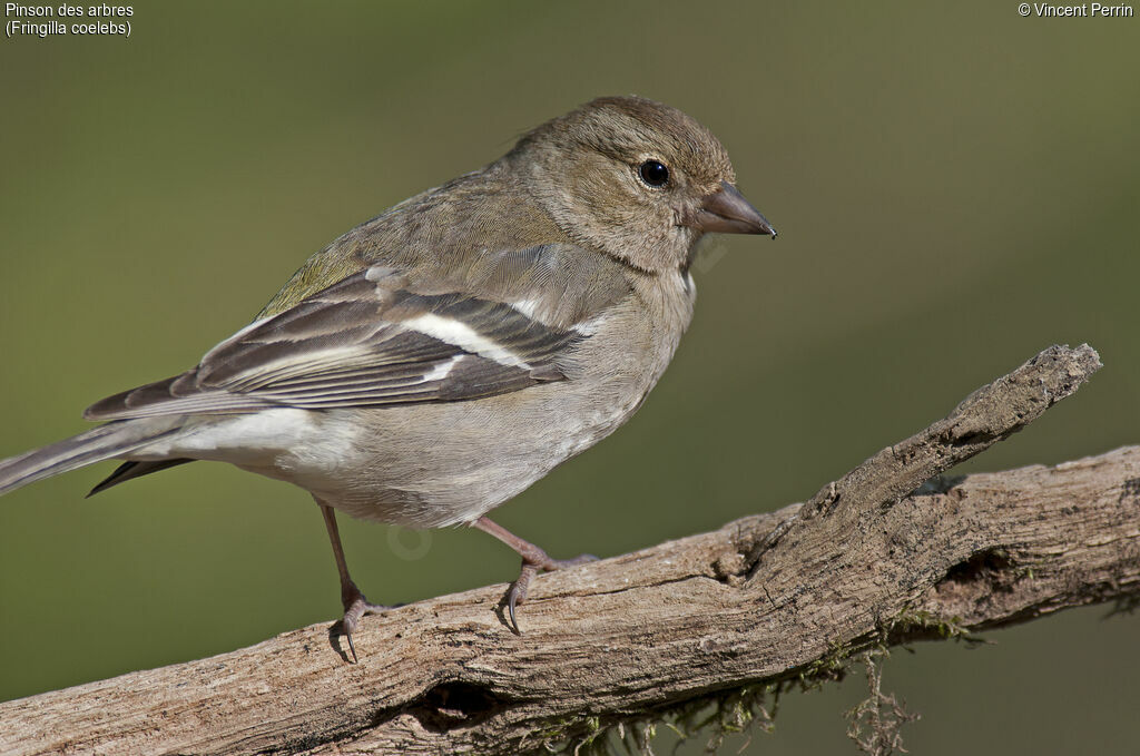 Eurasian Chaffinch female adult, close-up portrait