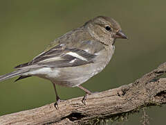 Eurasian Chaffinch