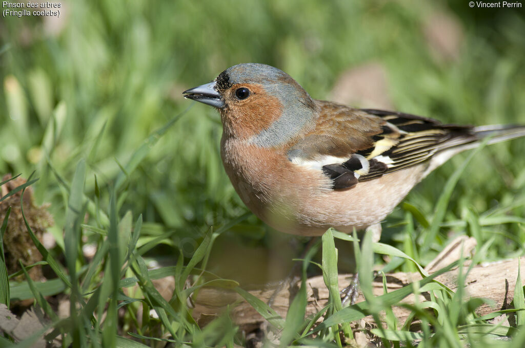 Eurasian Chaffinch male adult, close-up portrait