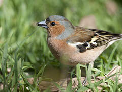 Eurasian Chaffinch