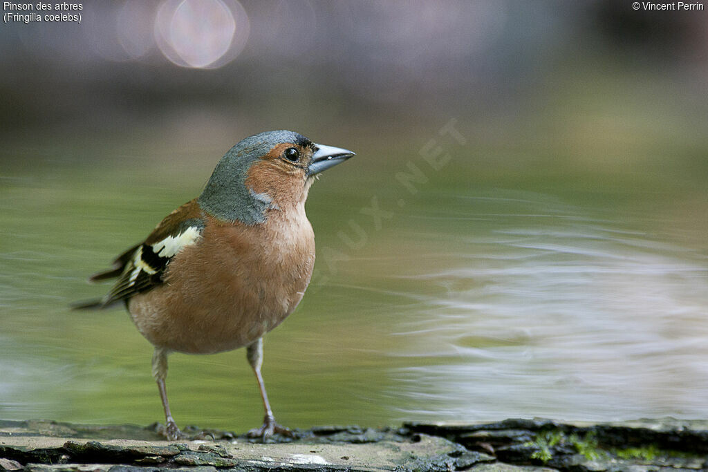 Common Chaffinch male adult